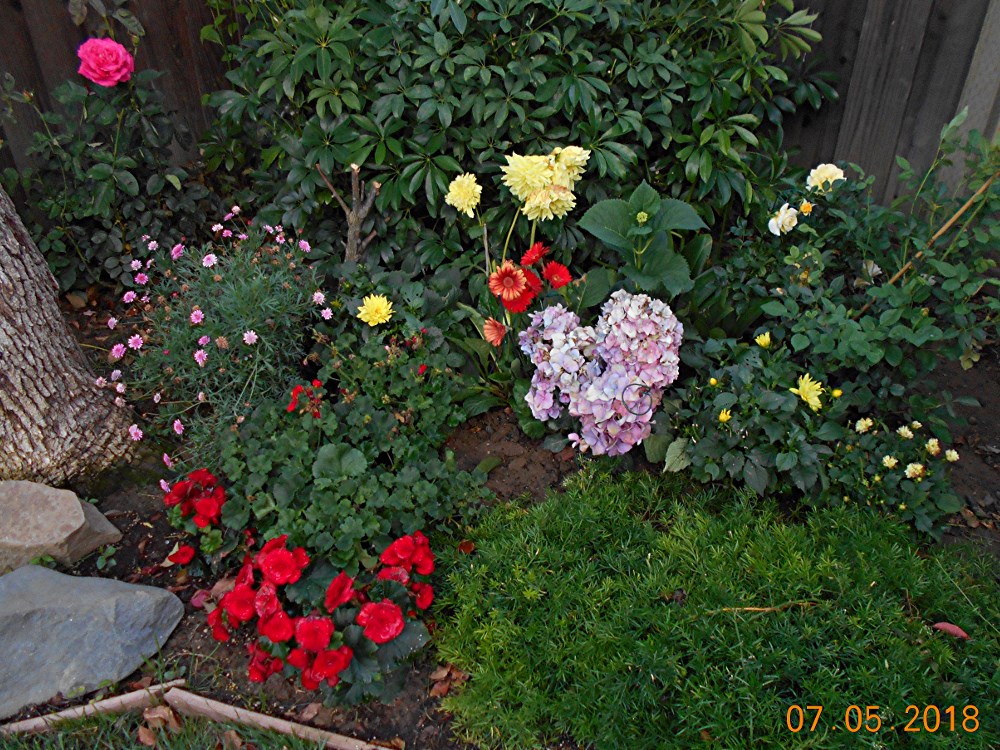 Flower Garden